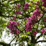 Themenwanderung Natur und Kultur