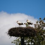 Dinneleessen im Hofcafé Vogler