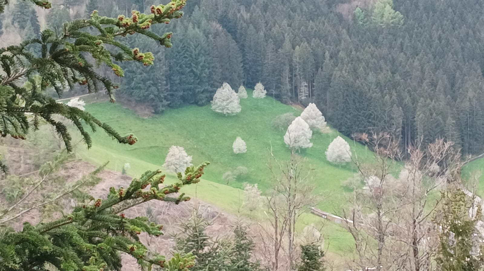 Auf den Höhen von Wolfach im Kinzigtal