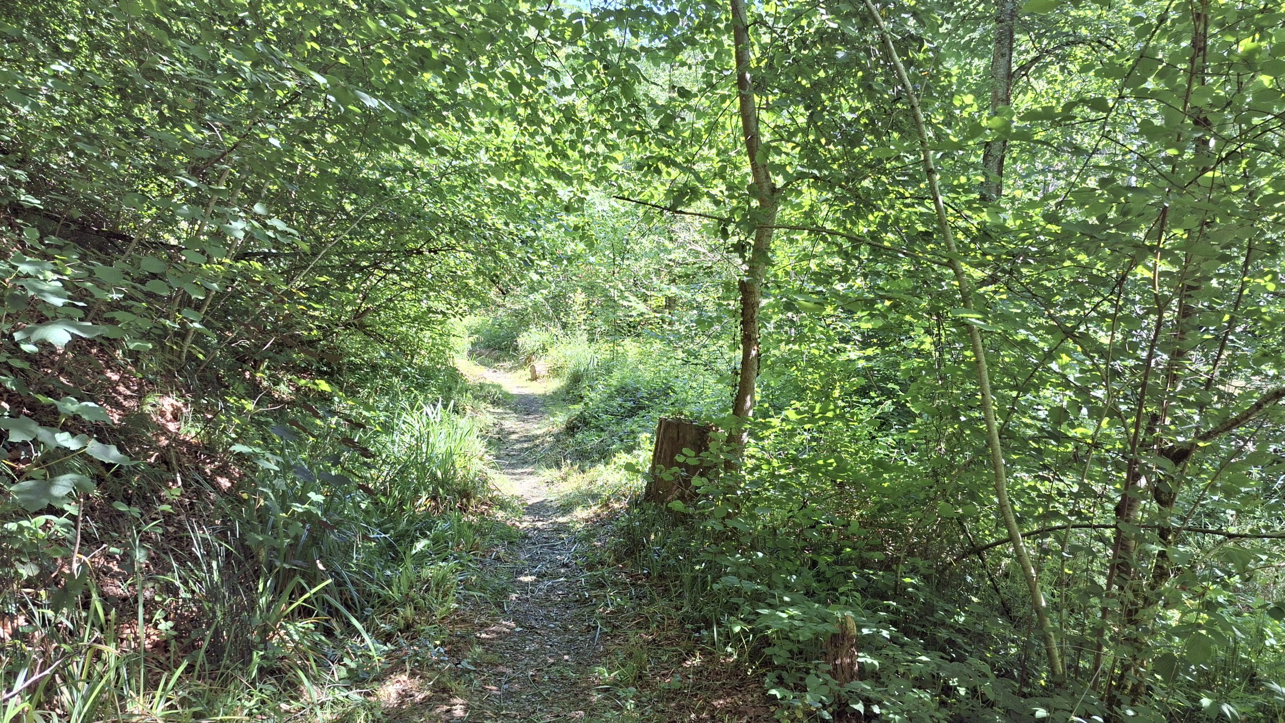 DonauFelsenLäufe