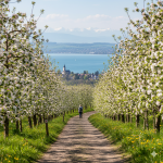Frühling am Blütenweg